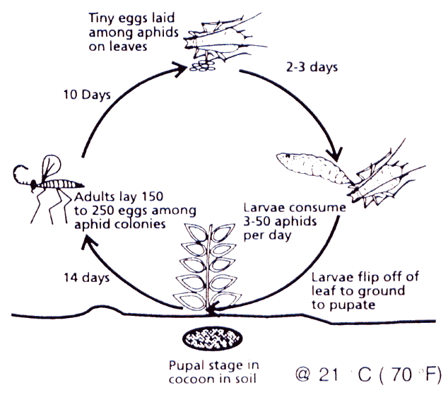 What is the life cycle of an aphid?