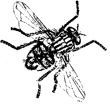Adult fly pest drawing by Allison Starcher