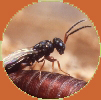 Muscidifurax zaraptor fly parasite produced by Rincon-Vitova Insectaries