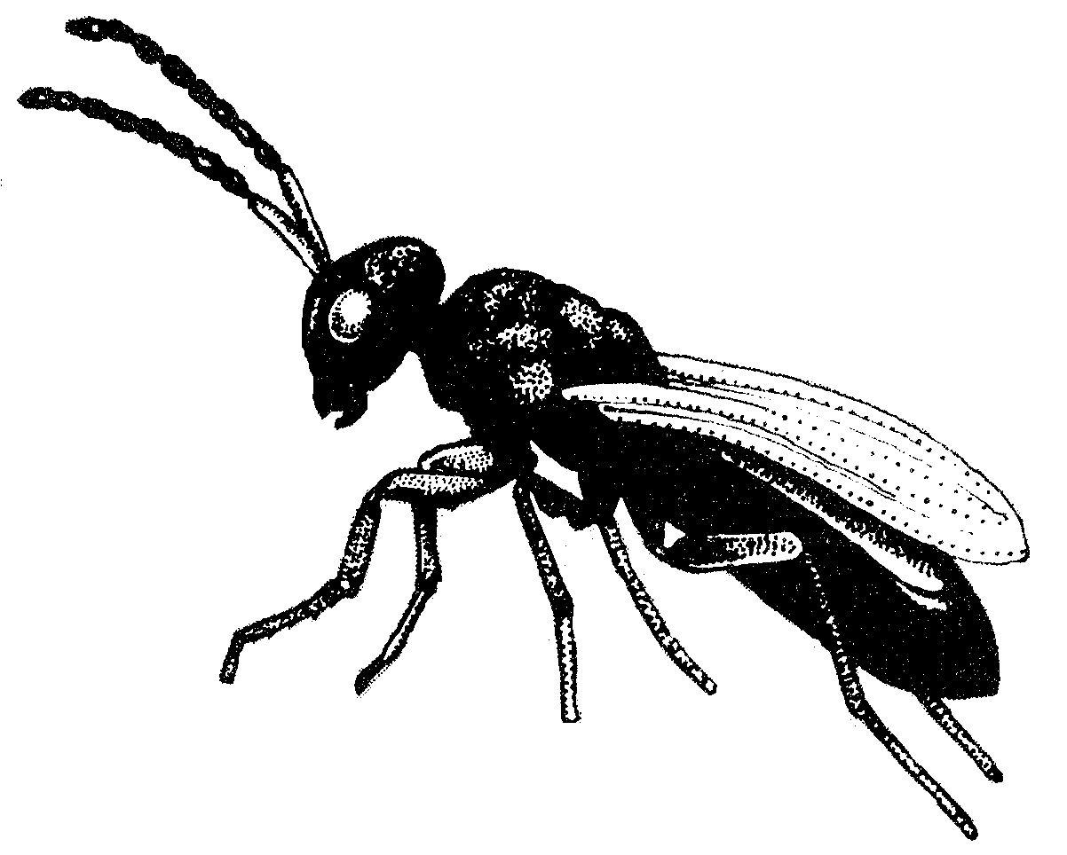 Spalanagia fly parasite wasp drawing one tenth inch long